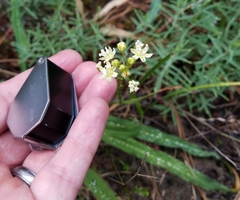 Toxicoscordion micranthum