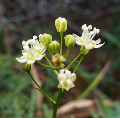 Toxicoscordion micranthum