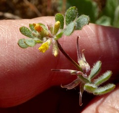 Acmispon micranthus