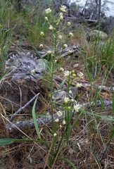 Toxicoscordion micranthum