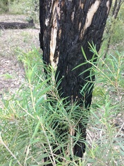 Melaleuca linearis