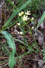 Toxicoscordion micranthum