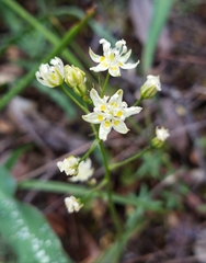 Toxicoscordion micranthum