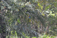 Halcyon cyanoventris