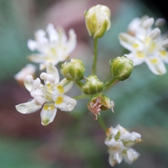 Toxicoscordion micranthum