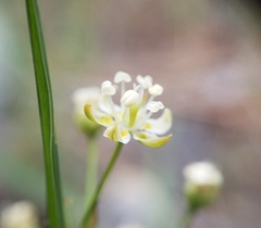 Toxicoscordion micranthum