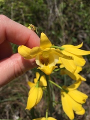 Eulophia flava
