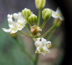 Toxicoscordion micranthum