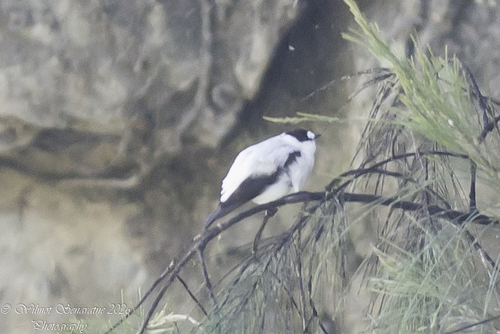 Torrent Flyrobin (Monachella muelleriana), photo 6