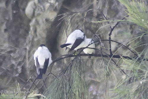 Torrent Flyrobin (Monachella muelleriana), photo 7
