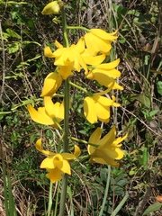 Eulophia flava