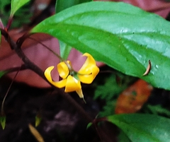 Lysimachia ardisioides