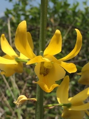 Eulophia flava