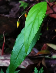 Lysimachia ardisioides