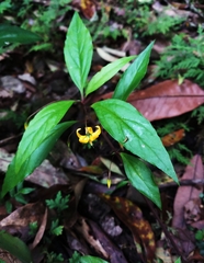 Lysimachia ardisioides