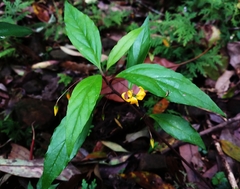Lysimachia ardisioides