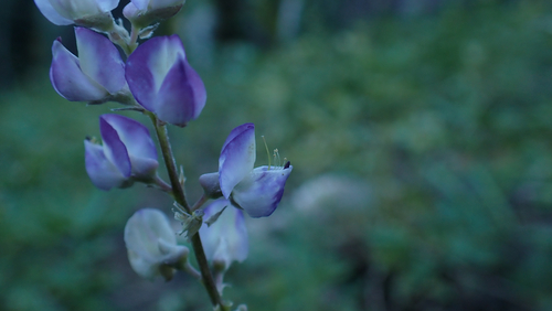 Lupinus arbustus observed 2026-07-29