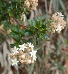 Pomaderris obcordata