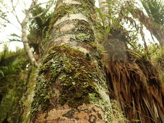 Bulbophyllum tuberculatum