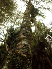 Bulbophyllum tuberculatum