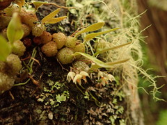 Bulbophyllum tuberculatum