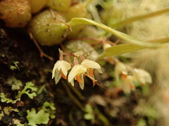 Bulbophyllum tuberculatum