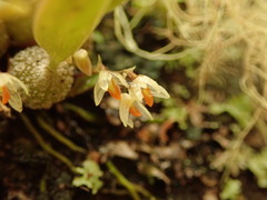 Bulbophyllum tuberculatum