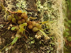 Bulbophyllum tuberculatum