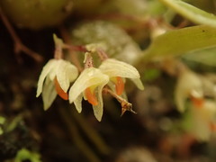Bulbophyllum tuberculatum