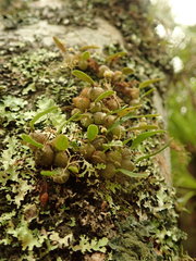 Bulbophyllum tuberculatum