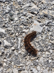 Thaumetopoea processionea