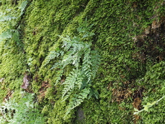 Asplenium anogrammoides