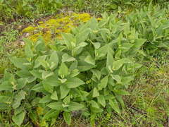 Silphium glutinosum, photograph (c) Turner Brockman, some rights reserved (CC BY-SA)