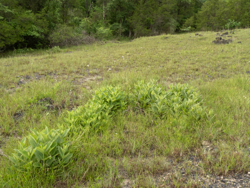 Silphium glutinosum, photograph 4