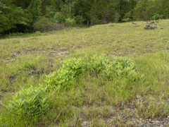 Silphium glutinosum, photograph (c) Turner Brockman, some rights reserved (CC BY-SA)