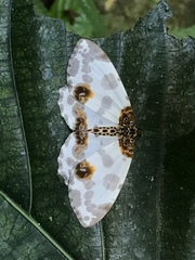 Abraxas amicula-illuminata