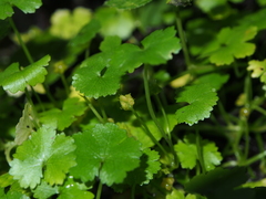 Hydrocotyle yabei