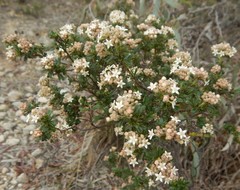 Pomaderris obcordata