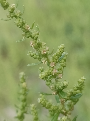 Dysphania ambrosioides