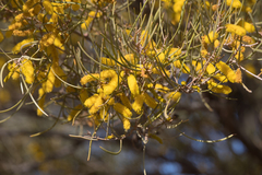 Acacia brachystachya