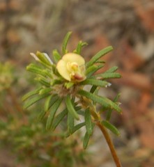 Phyllota pleurandroides