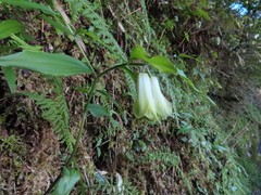 Disporum kawakamii