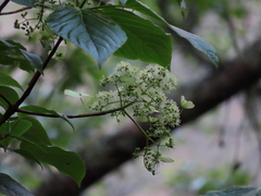 Hydrangea anomala