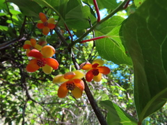 Schisandra arisanensis