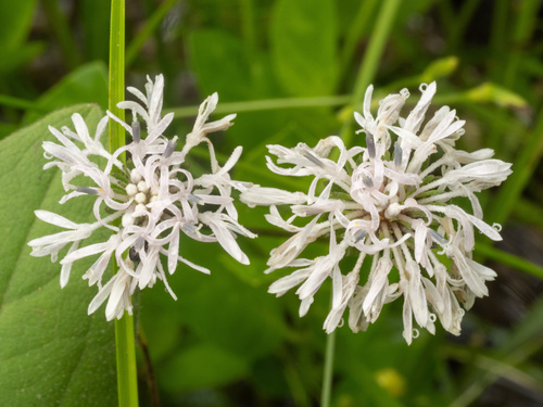 Marshallia mohrii