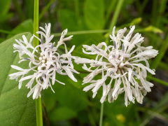 Marshallia mohrii