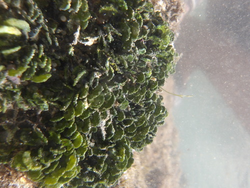 Halimeda cuneata observed 2026-07-28