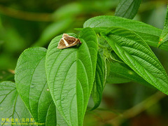 Fodina contigua