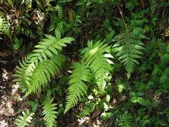 Leptogramma mollissima
