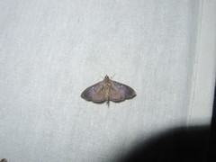 Pramadea lunalis